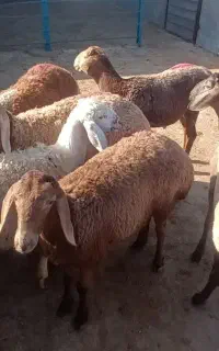 بره نر چینی
