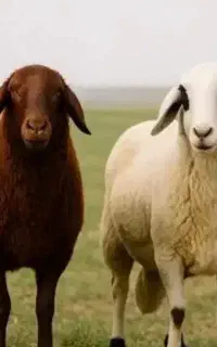 گوسفند زنده مصارف خونگی بره نر نذری و نذورات