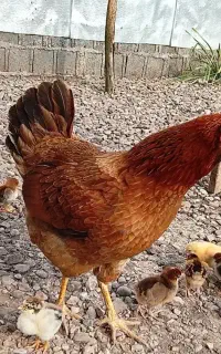 جوجه بامادرواردک محلی و اسراییلی