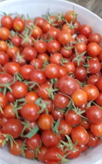 گوجه ریز آبگوشتی
