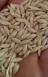 جو فروشی