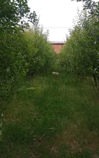 باغ زیبای بیدمشک و صنوبر و گردو