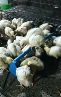 جوجه گوشتی راس