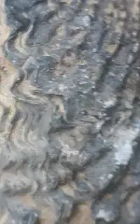 پنچه فسیلی