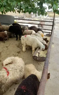 گوسفند زنده