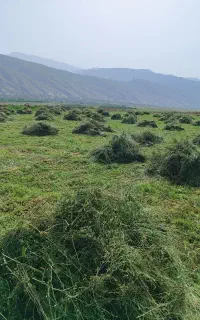 یونجه