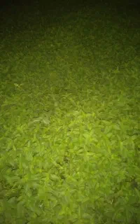 نعنا