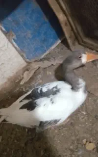 غاز جوان درشت