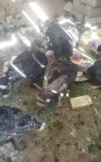 بوقلمون نر و ماده