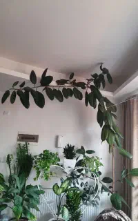 گل طبیعی فیکوس