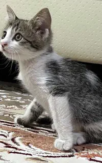 واگذاری گربه ۲ ماهه