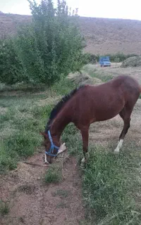 فروش کره اسب