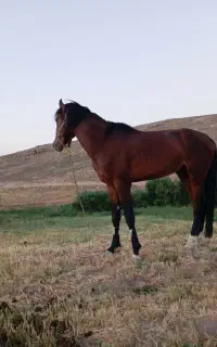 اسب نریان