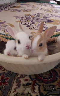 خرگوش کوچیک‌ و بزرگ نر و ماده شهر مجلسی