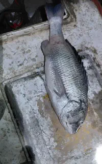 سربندر