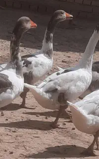 پنج عدد غاز محلی