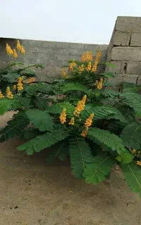 نهال سناآلاتا