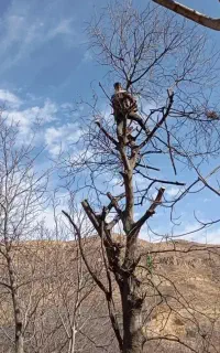 هرس درخت