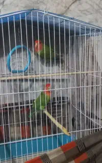 طوطی