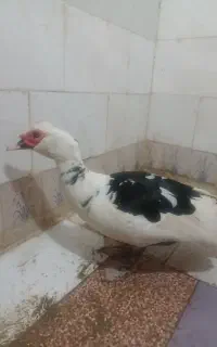 اردک بالغ اسرایلی