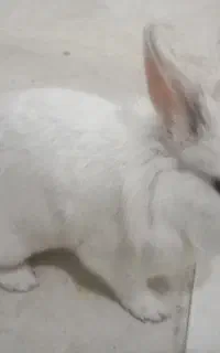 خرگوش نر پشمالو