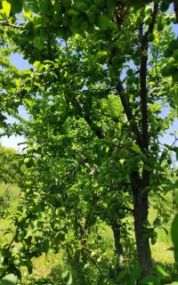 پخش کود حیوانی گاوی و گوسفندی سوخته وسالخورده