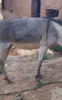 الاغ ماده فروشی
