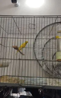 قناری مالچه
