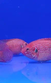 ماهی توت فرنگی