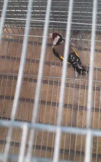 سره