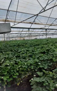 نیروی کار خانم در گلخانه