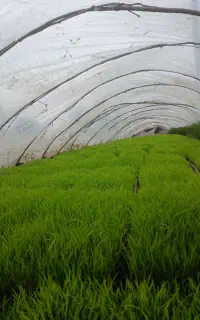 توم برنج هاشمی(باکسی)