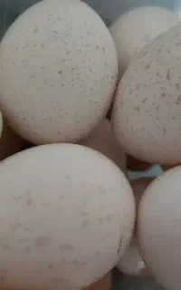 تخم بوقلمون