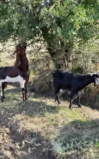 بز  و نربز پاکستانی