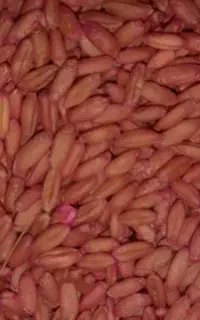 گندم دیم