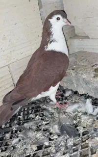 کفتر