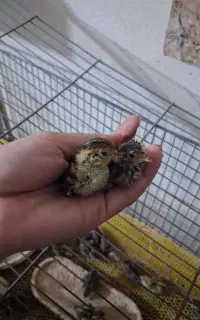 جوجه بلدرچین