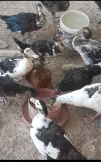 سیکا