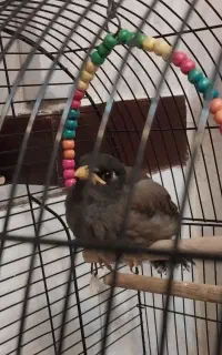 مرغ مینا چهار ماهه