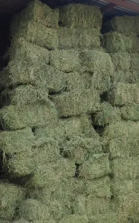 یونجه