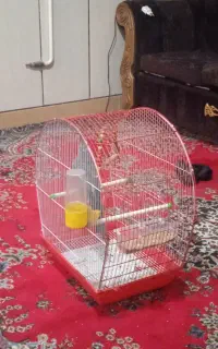 قفس