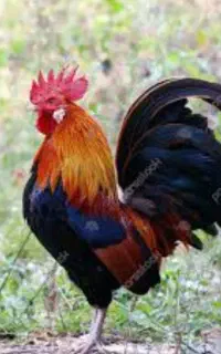 فروش خروس