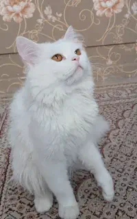 گربه پرشین عروسکی