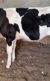 گوساله نر