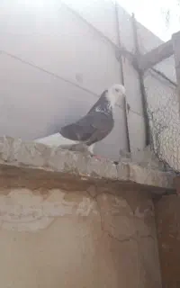کفتر