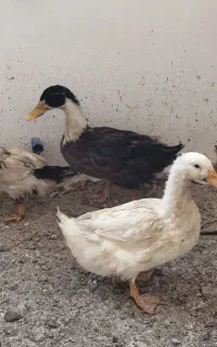 اردک