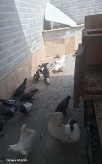 کبوتر سالم وپرشی