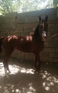 کره مادیون