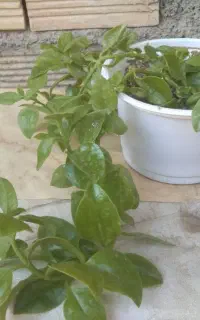 گل طبیعی و سرحال هر عدد ۱۵۰هزار