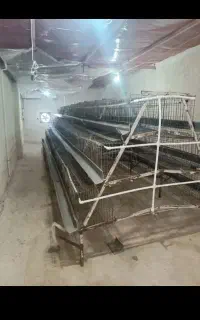 قفس مرغ تخمگذار